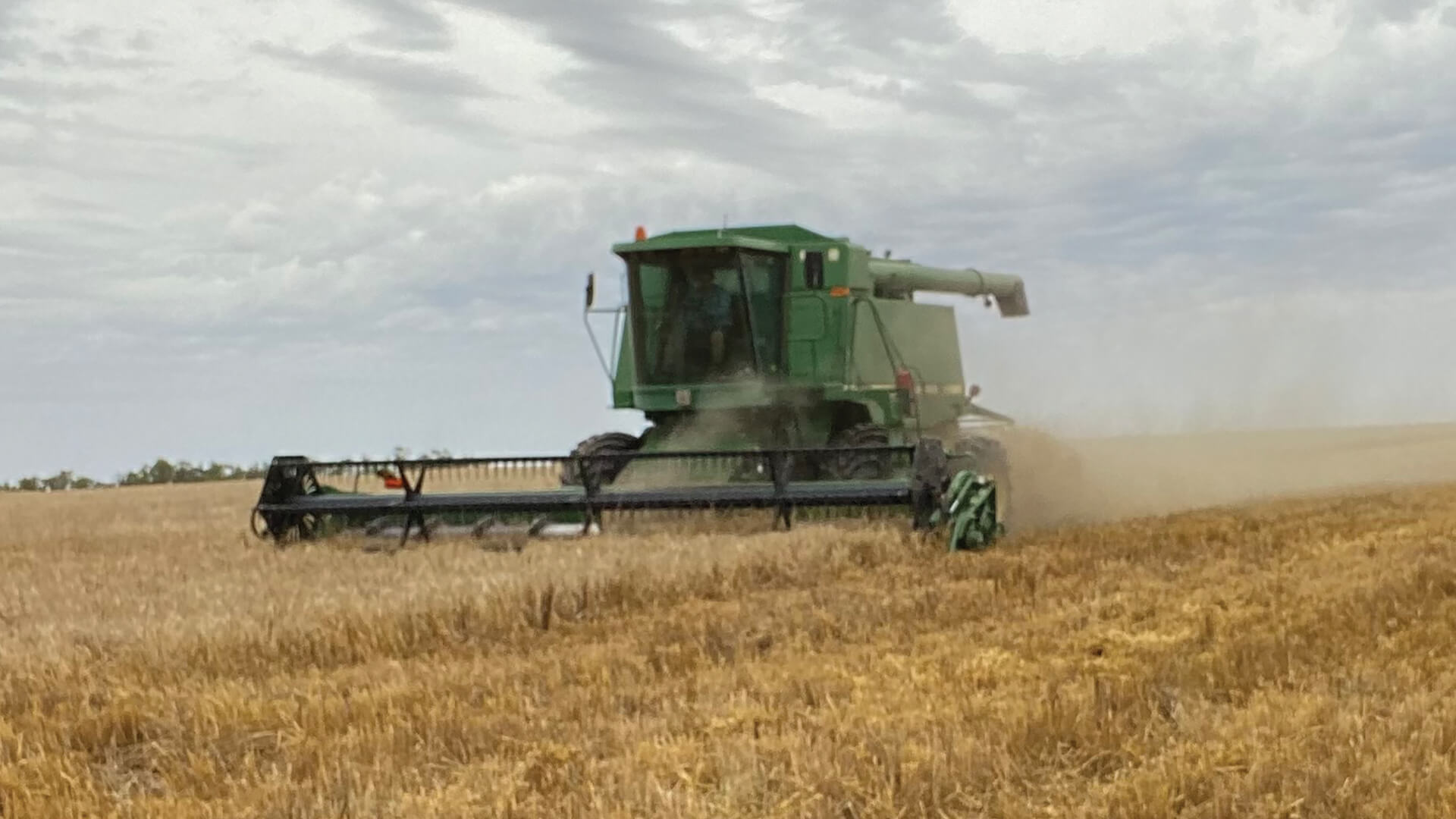 Galluzzo Produce in the Riverina harvesting wheat