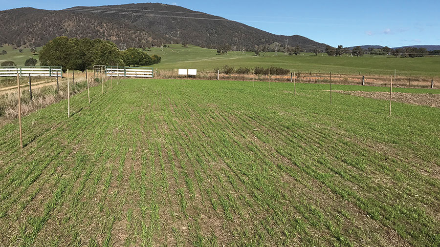 This photo, taken April 2020 in Corryong, clearly shows where strips of fertiliser have been applied for demonstration purposes.
