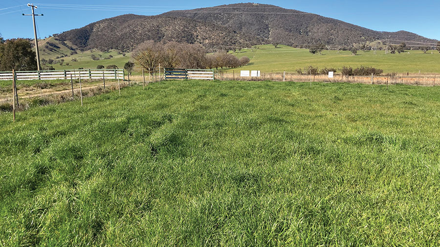 Second photo taken in the same spot in mid-July 2020. In the left half of the photo, you can clearly see additional growth that benefitted from BioAg Balance & Grow, 2L/ha applied 25 days earlier.