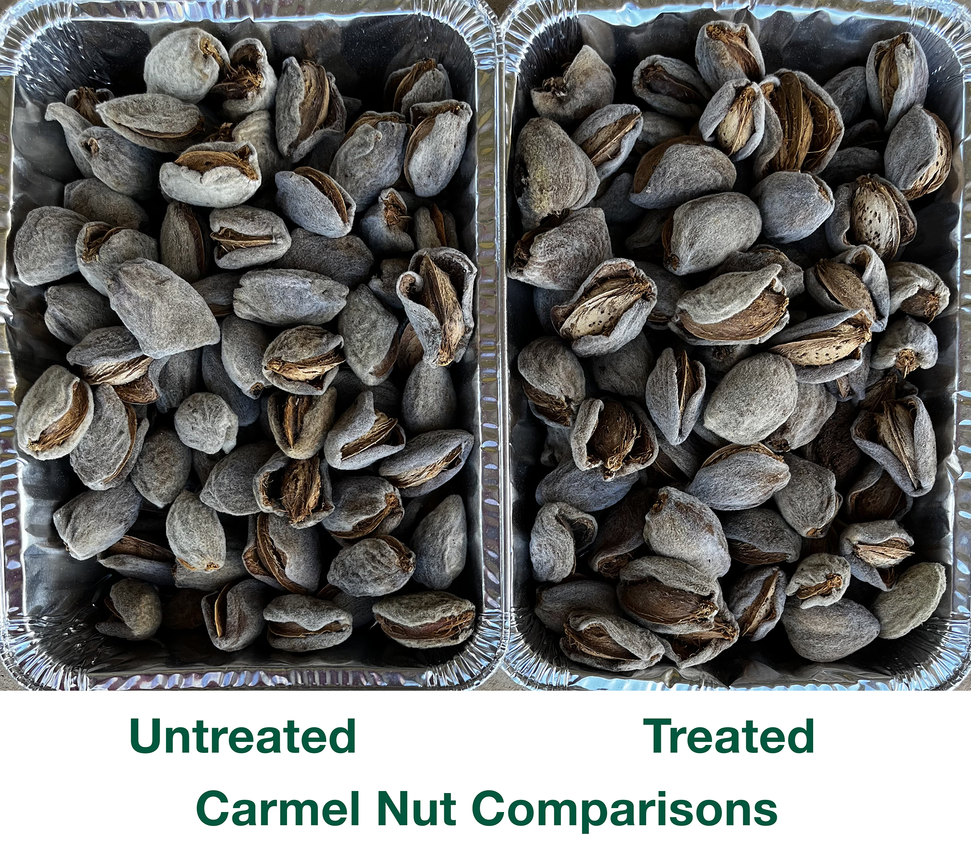 Carmel Almond Nut in hull Comparison photos, treated and untreated