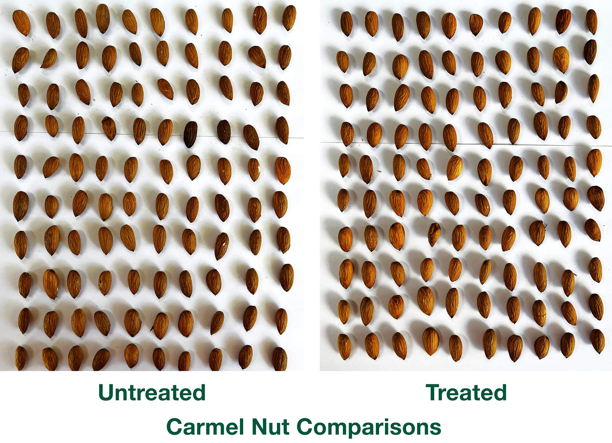 Carmel Almond Nut Comparison photos, treated and untreated