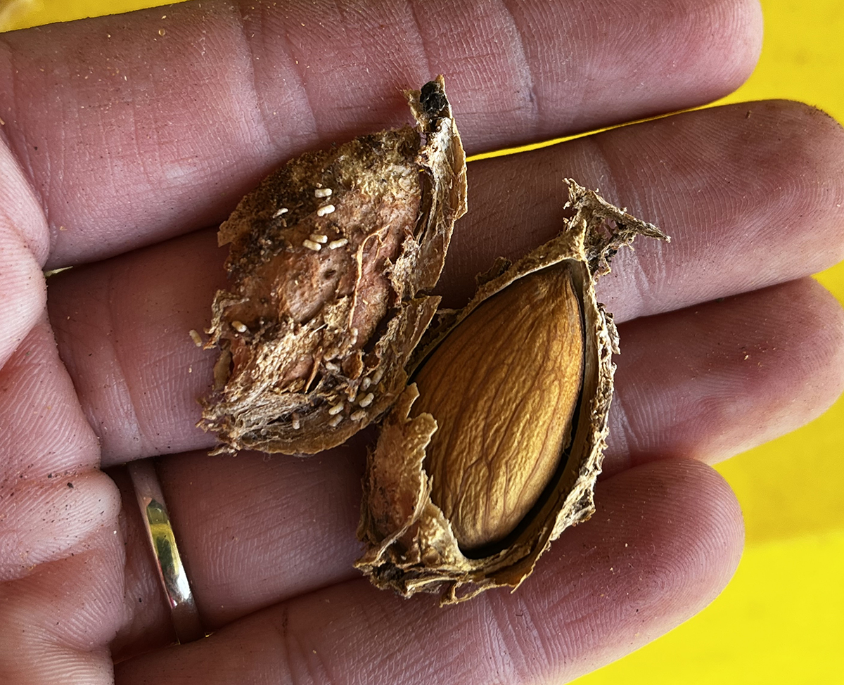Almond infection, close up