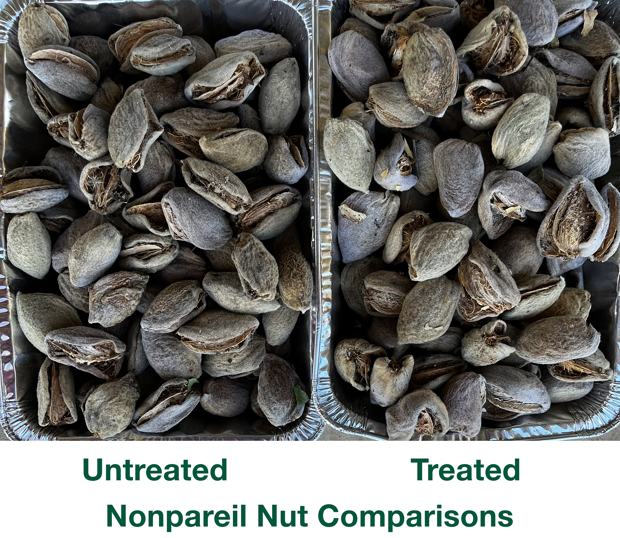 Nonpareil Almond Nut in hull Comparison photos, treated and untreated