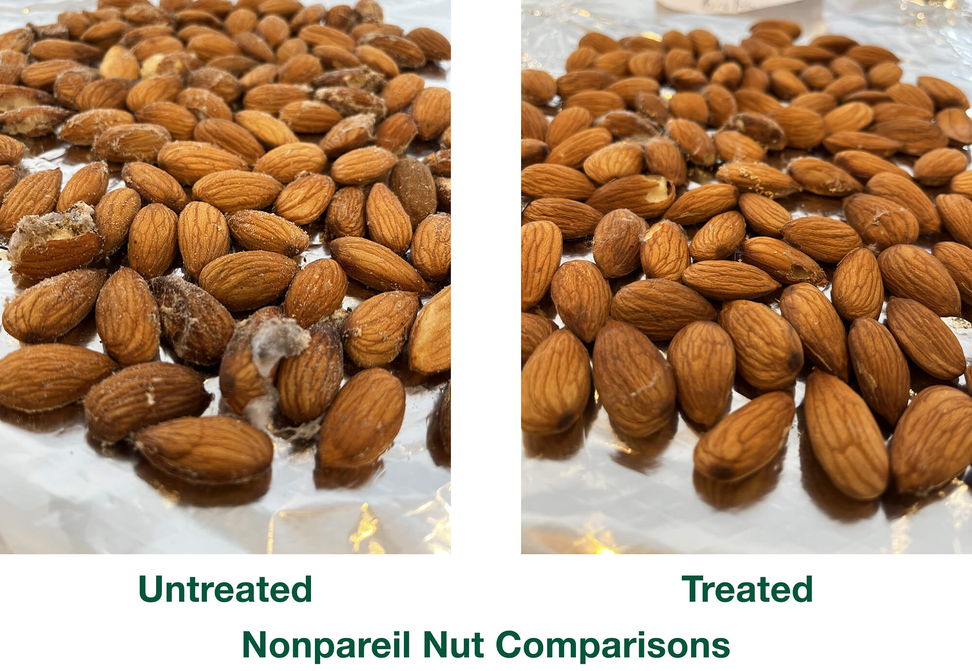 Nonpareil almond nuts after 6 weeks at room temperature, comparing treated and untreated