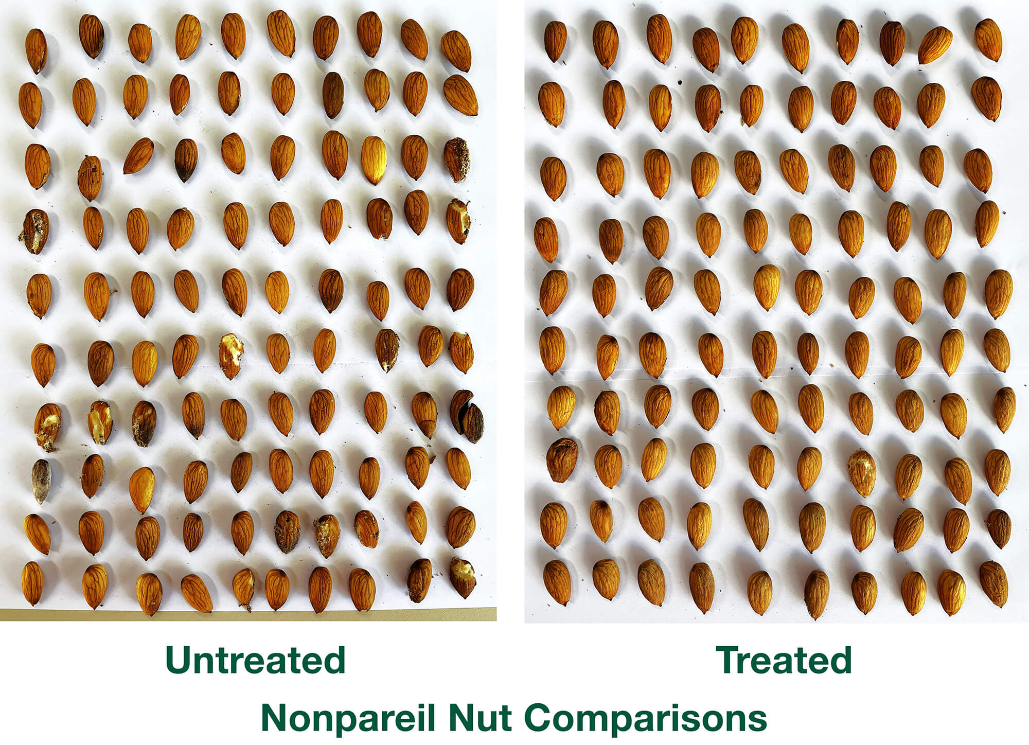 Nonpareil Almond Nut Comparison photos, treated and untreated