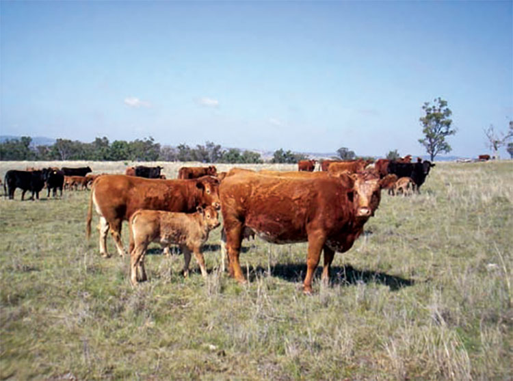 Limousin cows on native grass pastures.