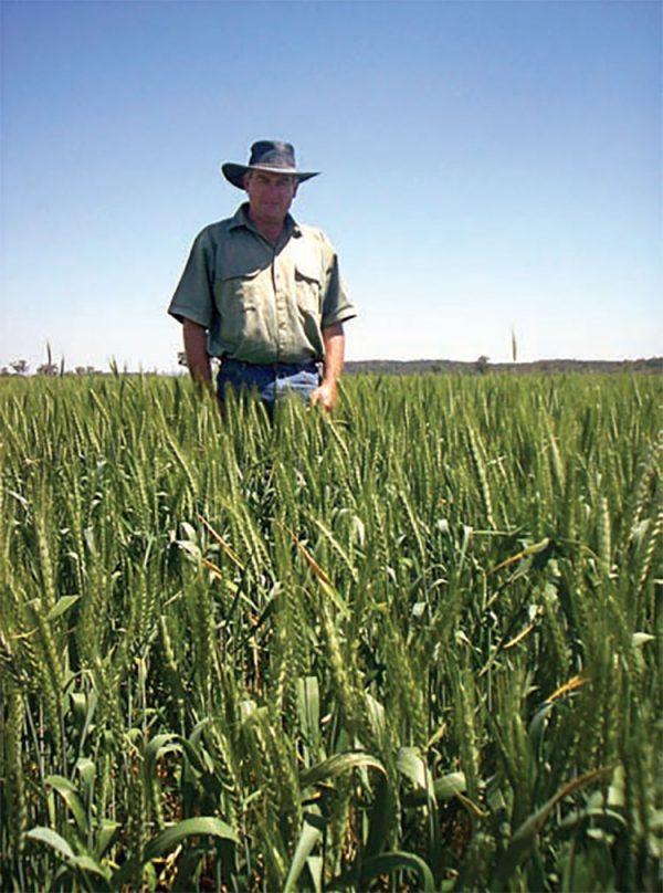 Geoff Bassett inspects a wheat crop grown using a BioAg Fertilty Program.