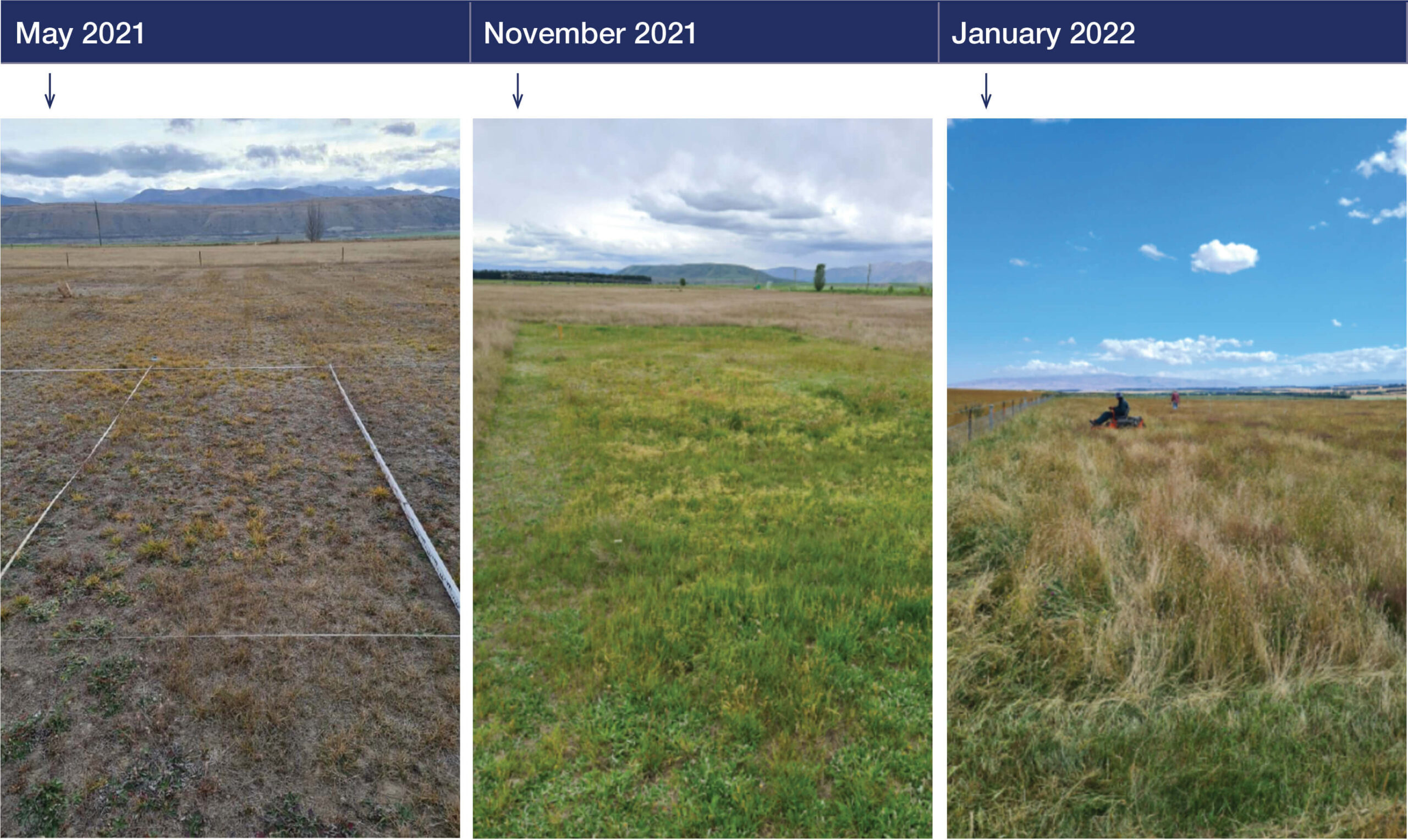 Figure 1 Dryland Plots May 2021, Nov 2021 and Jan 2022