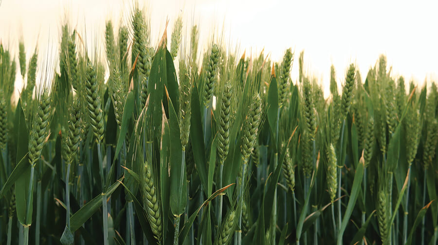 Broadacre wheat