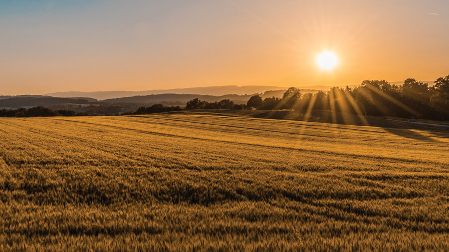 Image of a crop at sunset