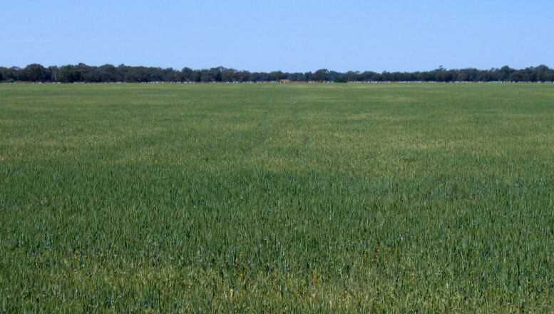 Rich mix of sub clover and grasses following corrective action utilising BioAgPhos.