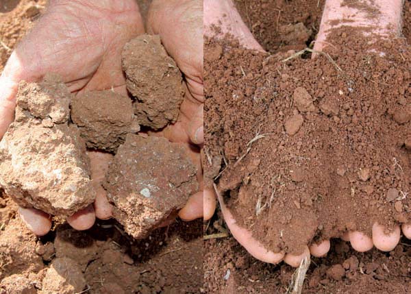 Before and after: hard clumps of soil in a conventionally-farmed paddock compared to the soft, friable soil from a paddock converted to organic farming in 1998.