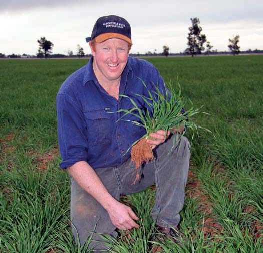Andrew Forrest inspects Buloke barley