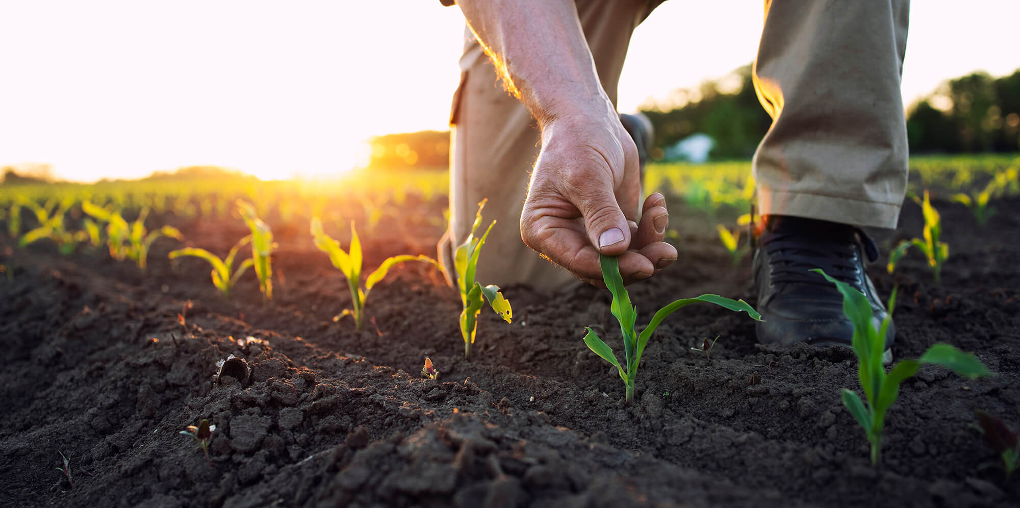 Farmer in new crop, close up view of soil