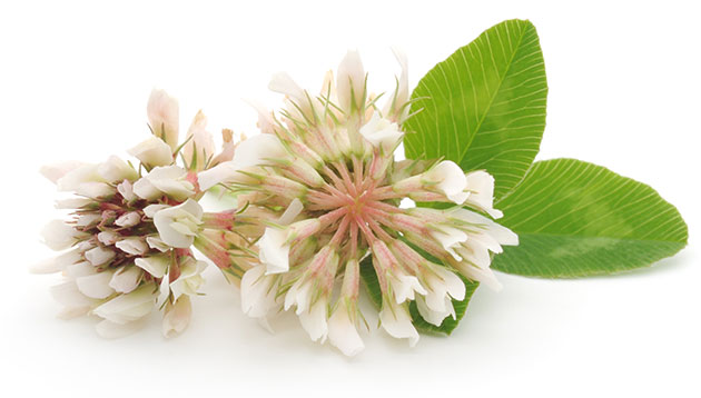 clover flower isolated on white