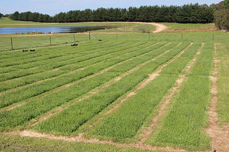 Crookwell pasture trial cuts in field