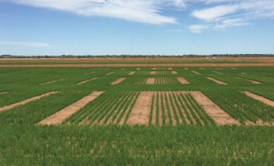 Rice demonstration field drill sown with Soil & Seed