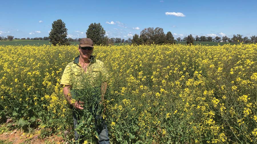 Cropping farmer Gary Drew inspecting canola on a BioAg demo site at Brocklesby last spring.