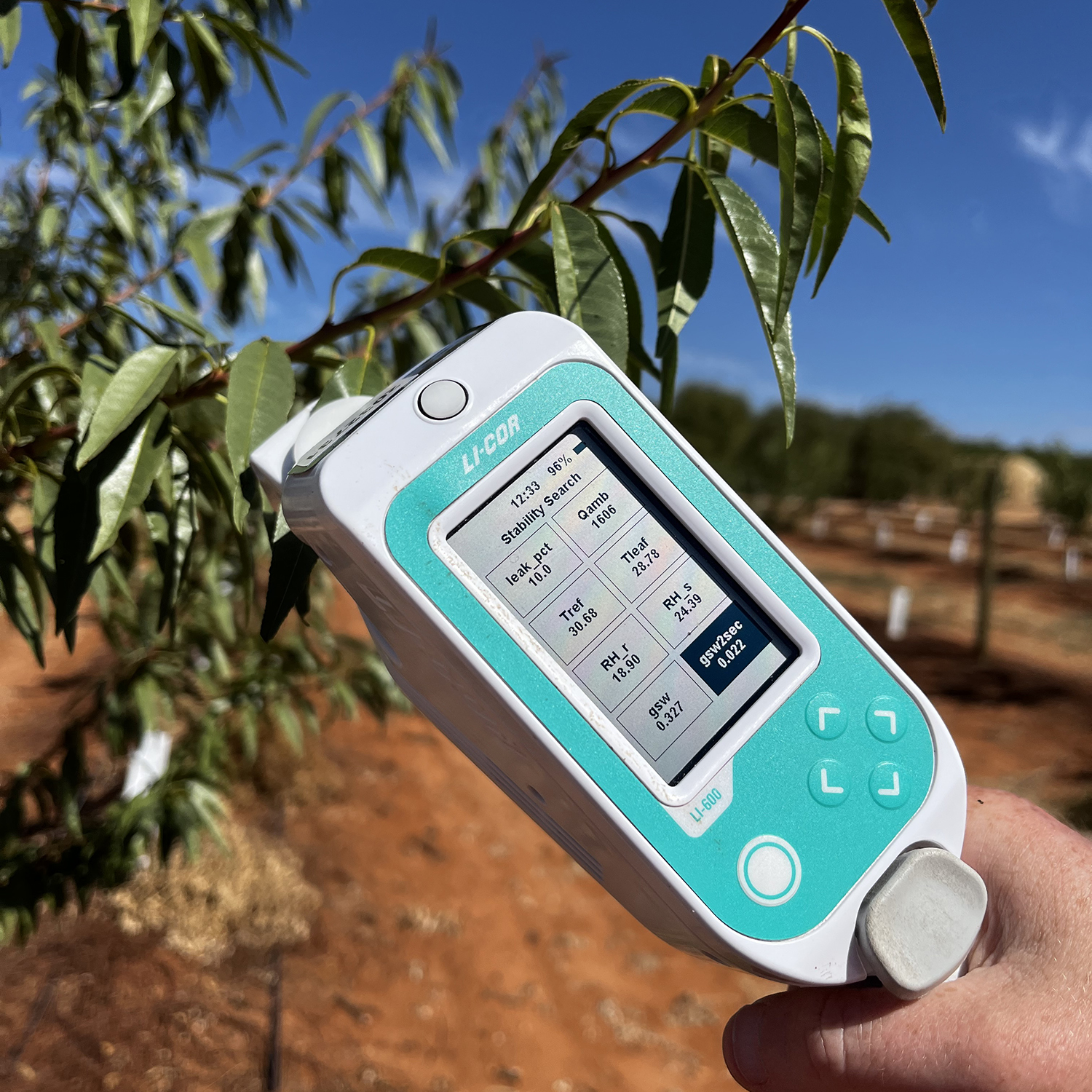Measuring Stomatal Conductance with a Li-cor device