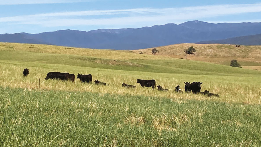 Cows in a paddock on Jamie and Virginia Bond's property ‘Wyandra’ in Tooma NSW