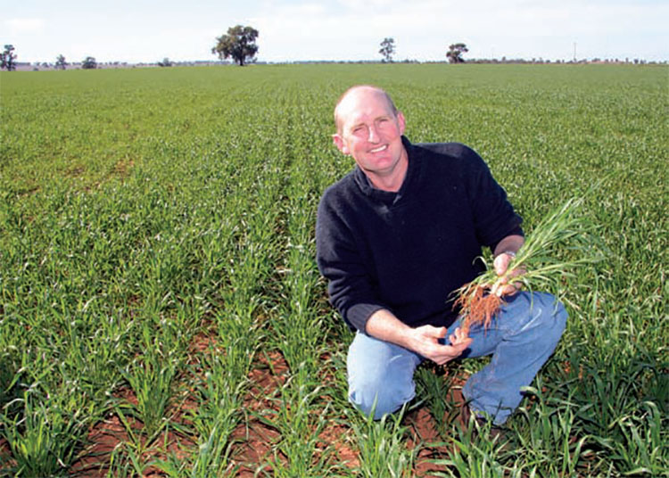 onions shown growing in soil