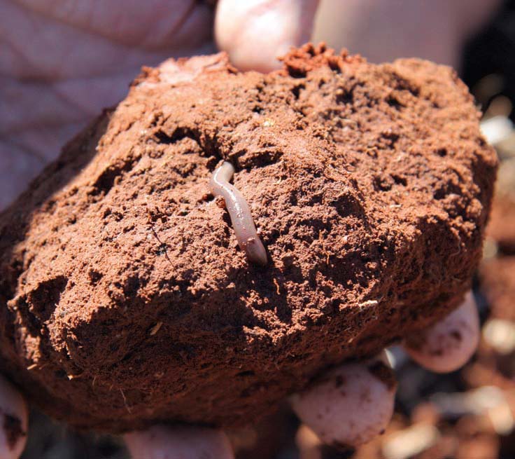Earthworms are abundant in the fertile soils of ‘Pinevale’.