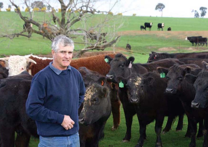 Malcolm Plum from 'Burradool' Tarcutta with his Angus and Hereford bulls