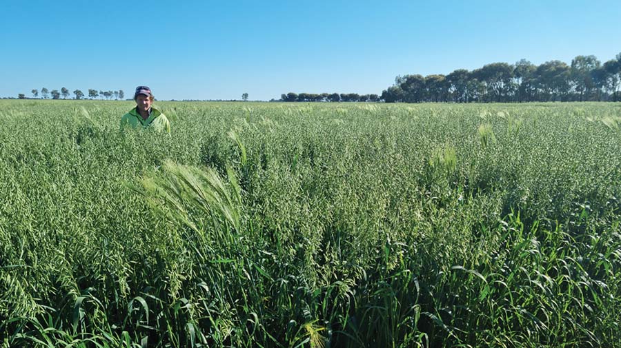 Colin Falls stands in green lush oaten hay crop