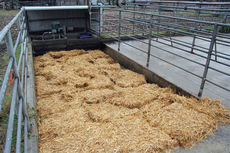 Dairy effluent is collected in a straw-filled-pit and then composted.