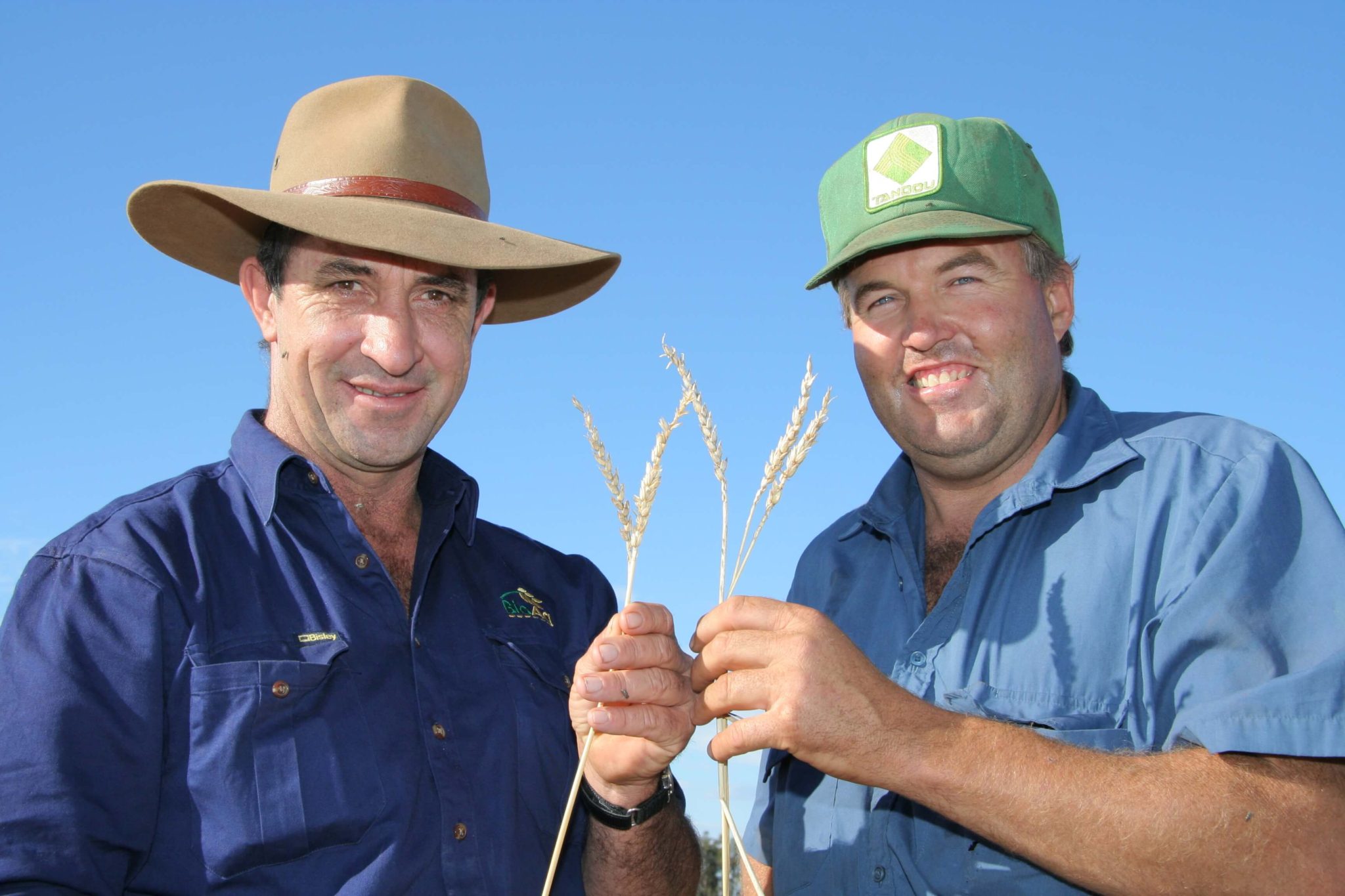 BioAgFertility Specialist, Andrew Watt,inspects a wheat crop grown by WayneBrabrook at “Tallengar”, Trangie, NSW