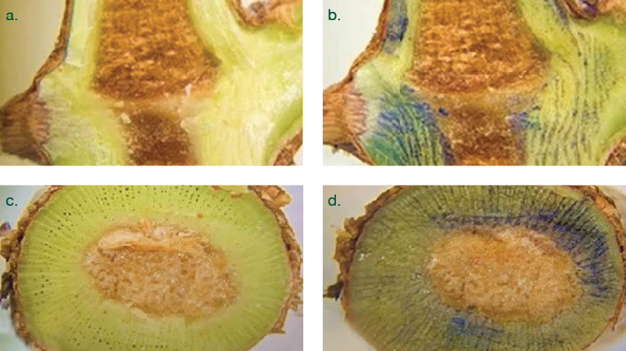 Fig. 1: Winter vine cane sections and starch colouration with iodine solution: a. horizontal section at the node level; b. horizontal section with starch colouration; c. transversal section at the internode level; d. transversal section with starch colouration