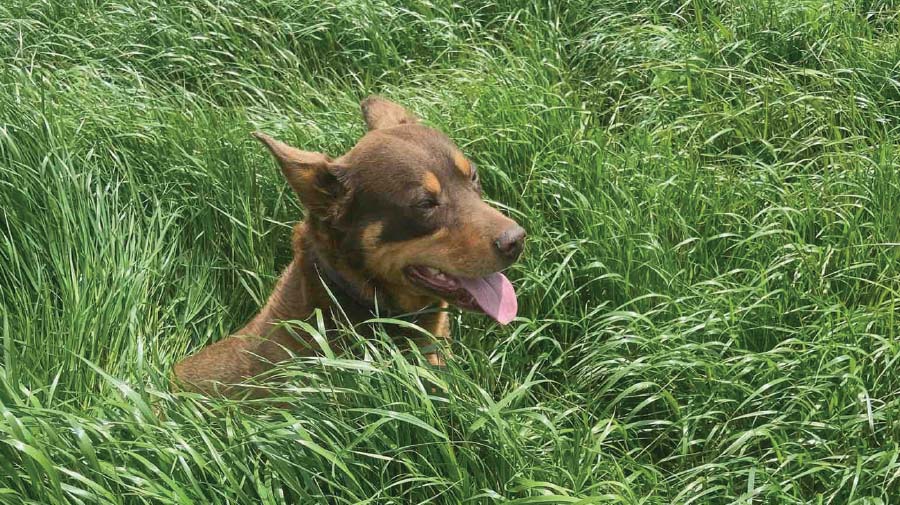 Heniz the dog sitting amongst the impressive fodder paddock