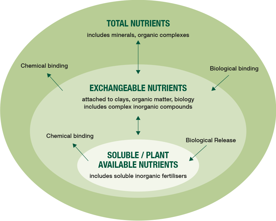 A diagram displaying nutrient pools in soil