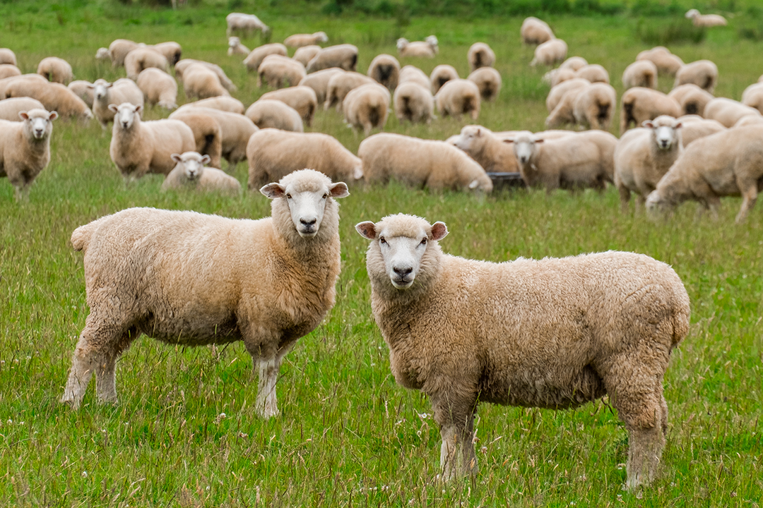 Flock,Of,Sheeps,Grazing,In,Green,Farm,In,New,Zealand