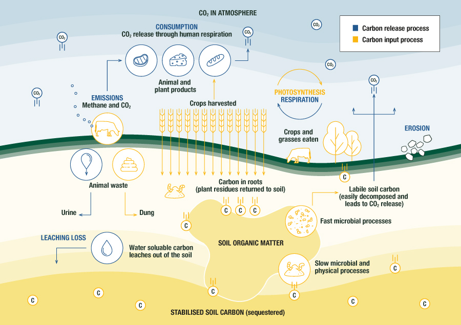 Carbon Sequestration