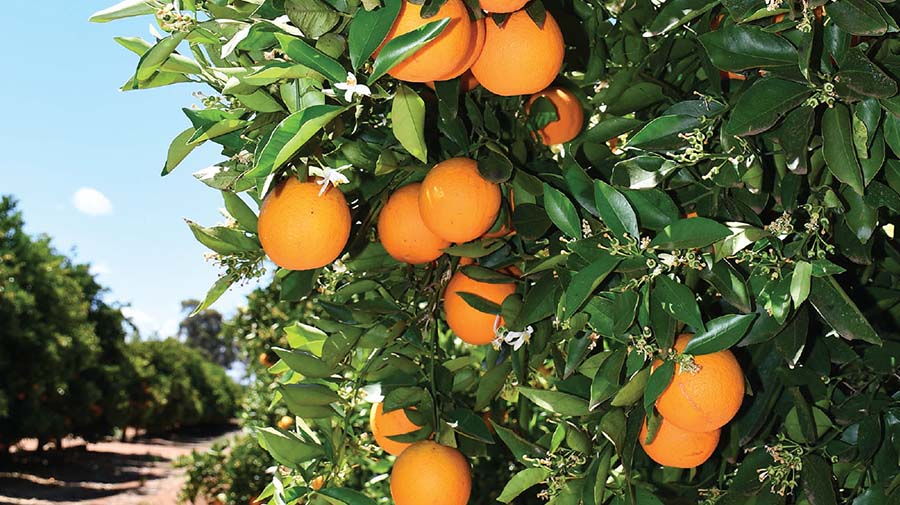 Citrus orchard in the Riverina