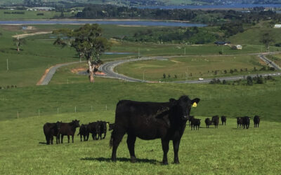 Landfall Angus | Farming for five generations