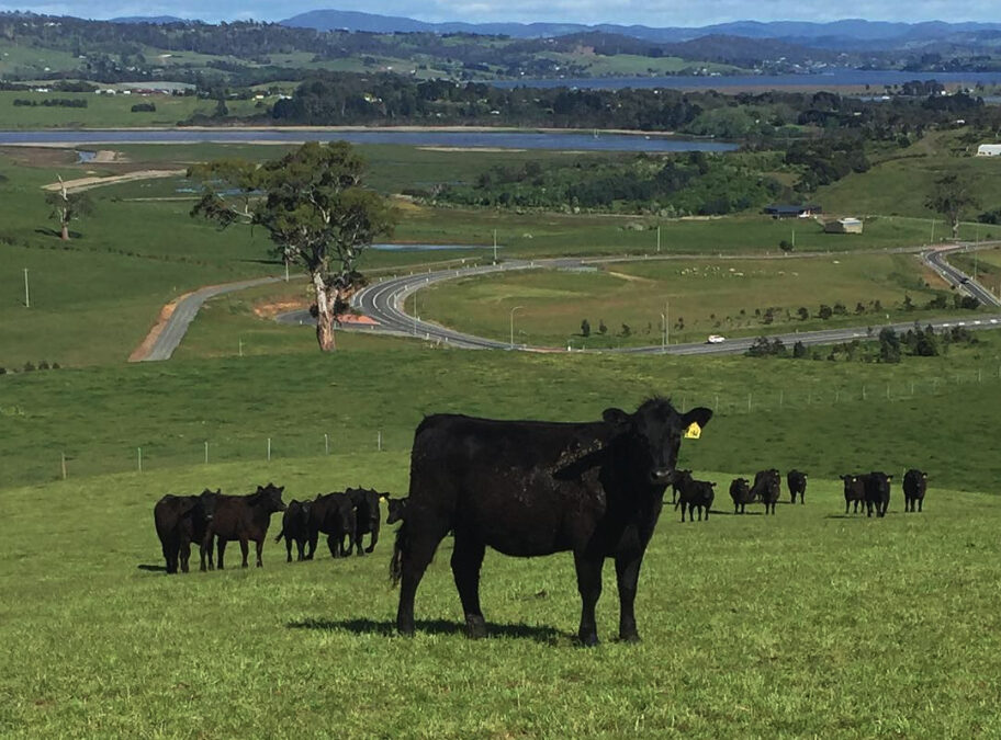 Landfall Angus | Farming for five generations