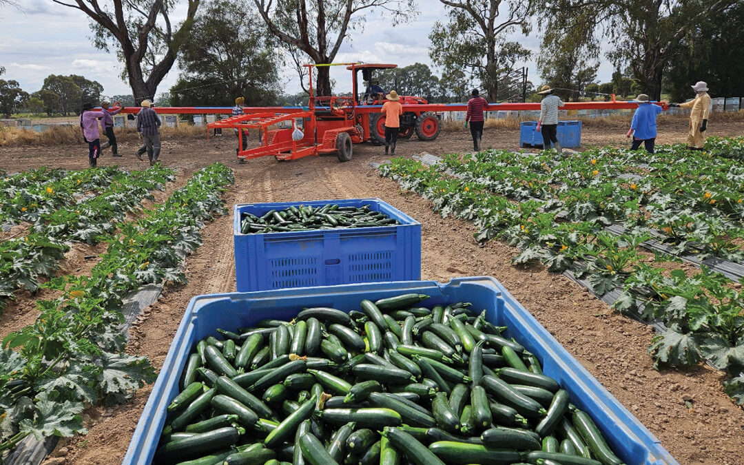 Zucchini mid-season update