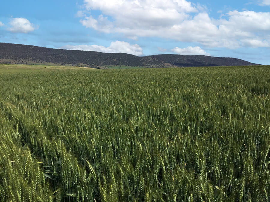 dual wheat crop in Tasmania Australia