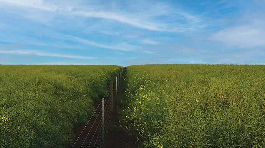 Lush field with dense, waist-high green plants under a bright blue sky