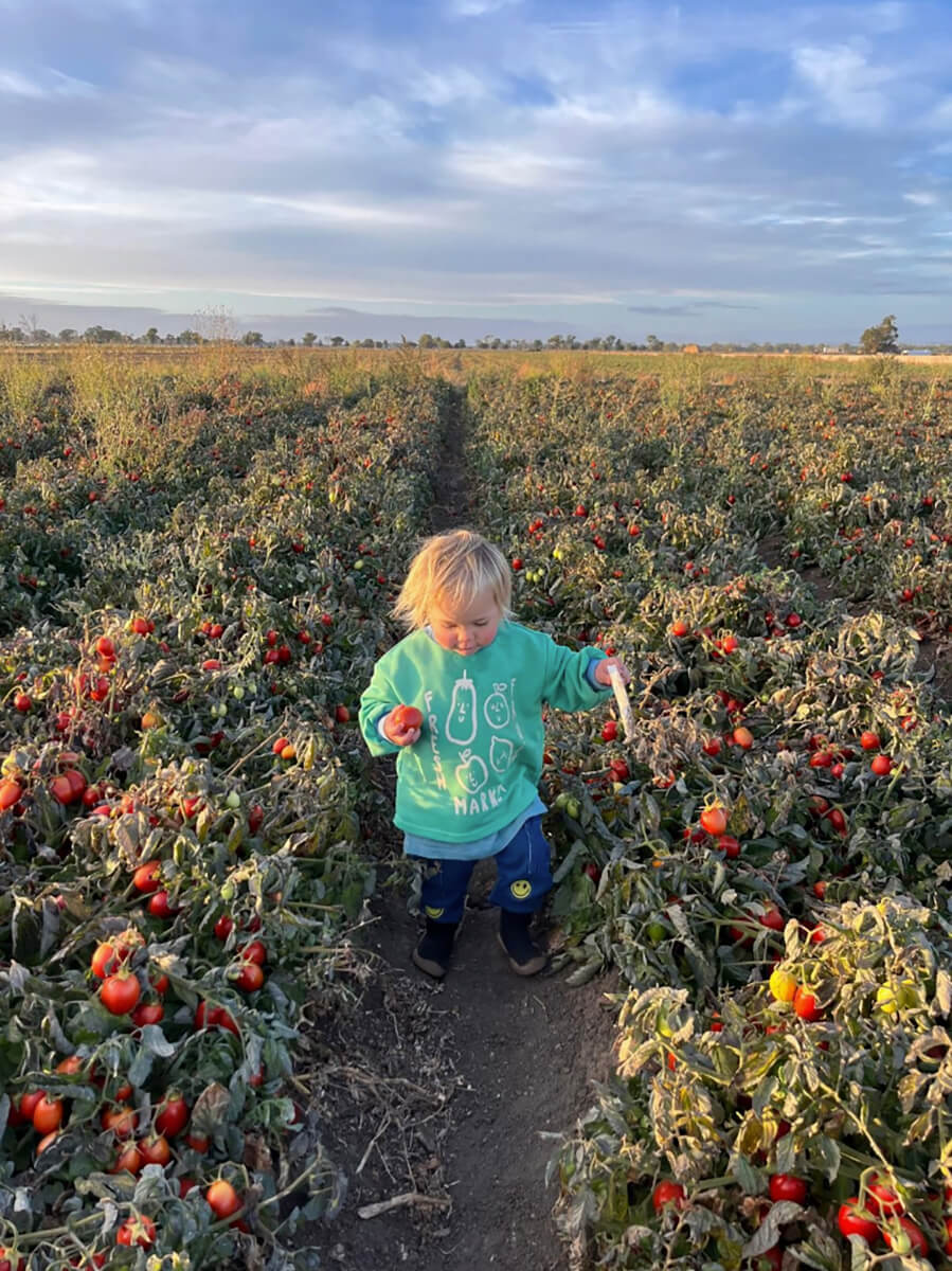 Tomatoes_Bendigo_A_sml Farmer in new crop, close up view of soil