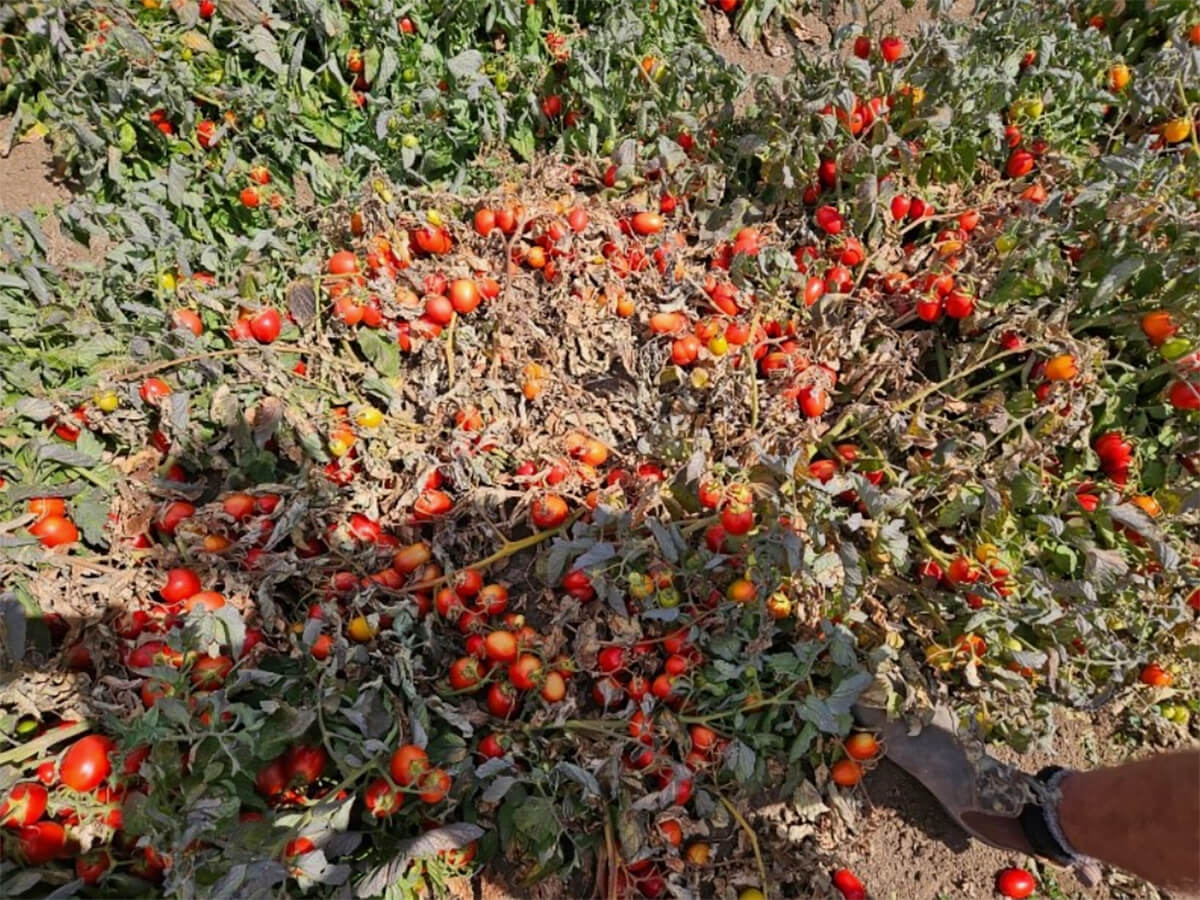 Tomatoes_Bendigo_B_sml Infected tomato crop, Bendigo, Victoria