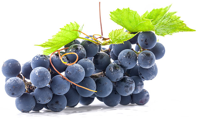 Wine grapes - BioAg