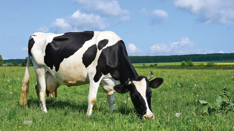 Nutrient Management Planning – Dairy focus