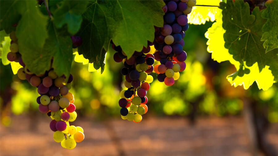 Challenge accepted: Improving organic grape production