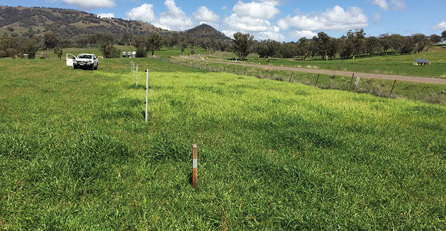 winter feed pasture trial cuts in field