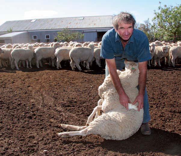 Alan Wragge checks the wool on a 30-month-old Merino ewe prior to shearing at ‘Yaloke’, Deniliquin, NSW.